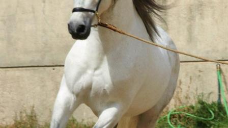 Caballo_EDEIMA20150421_0010_1.jpg