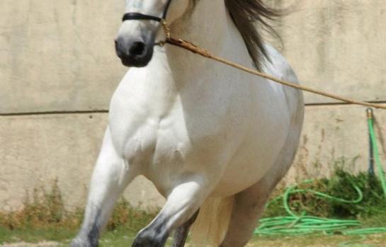 Caballo_EDEIMA20150421_0010_1.jpg