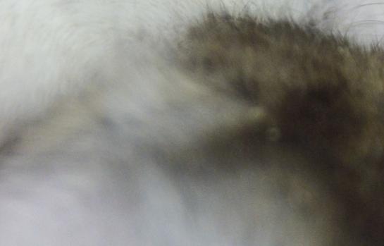 Roedorhamstermascota_EDEIMA20160718_0008_1.jpg