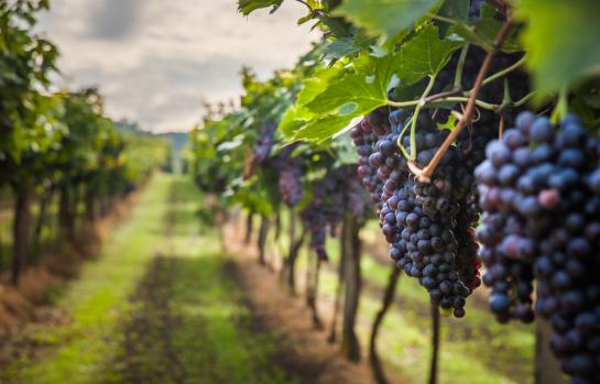 shutterstock_320746712