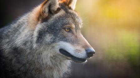 shutterstock_659043415