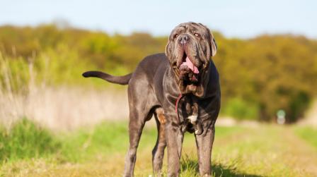 Condena al dueño de cuatro perros