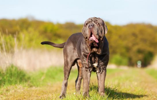 Condena al dueño de cuatro perros