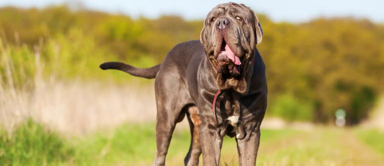Condena al dueño de cuatro perros