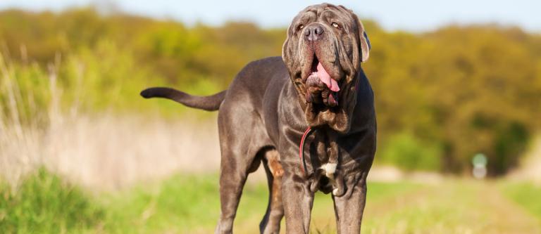 Condena al dueño de cuatro perros