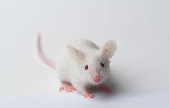 Sentencia ratón delito contra la salud pública