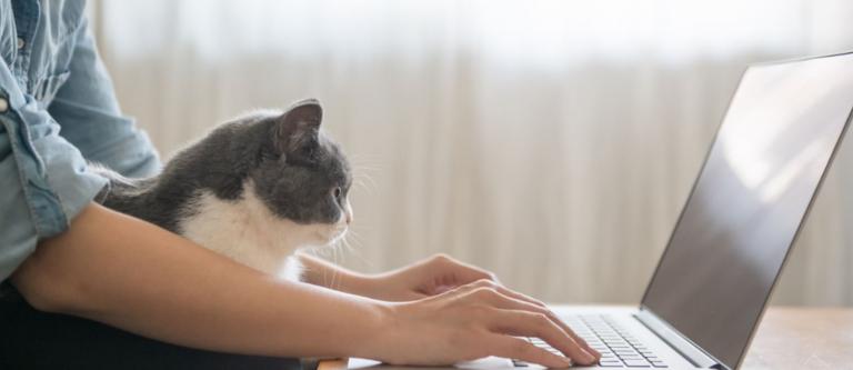 Solicitud de desempleo online