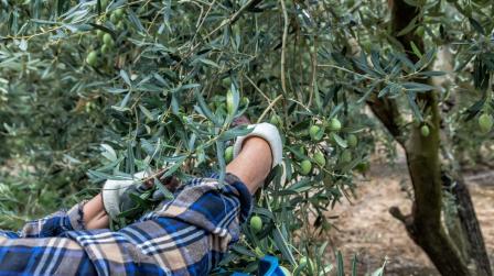 Real Decreto personal del campo