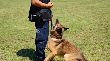 Adiestrador de perros