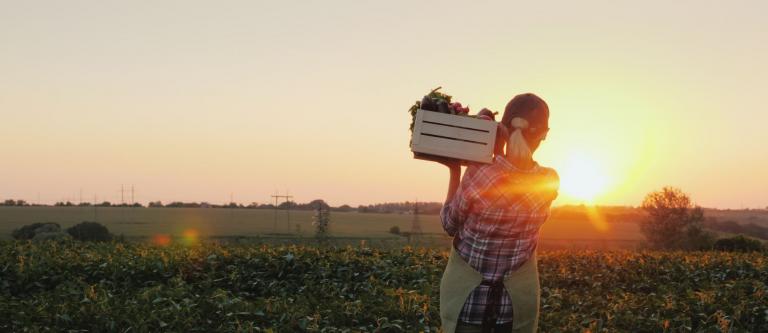 impuestos renta agricultura