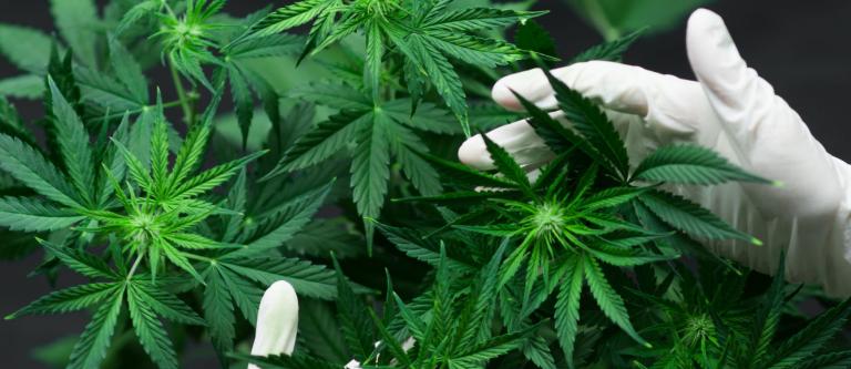 delito asociacion ilicita cannabis