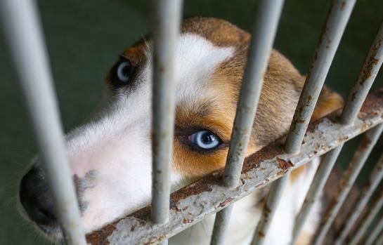 Abandoned,Dog,At,The,Shelter\\\\\\\\\\\\\\\\\\\\\\\\\\\\\\\’s,Cage,/,