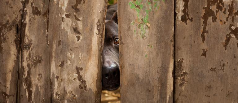 Ley animales_imagen