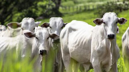 Estafa en venta de reses