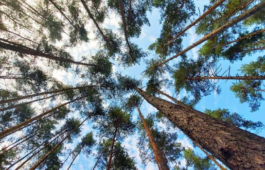 Energia renovable_medioambiente_imagen