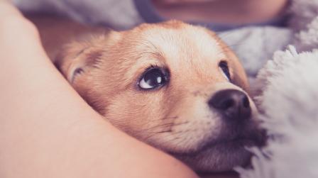 Perro_cachorro_mascota