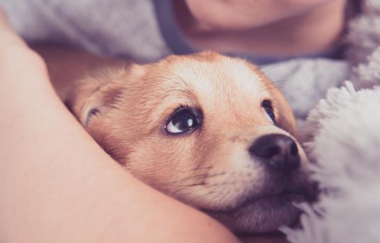 Perro_cachorro_mascota