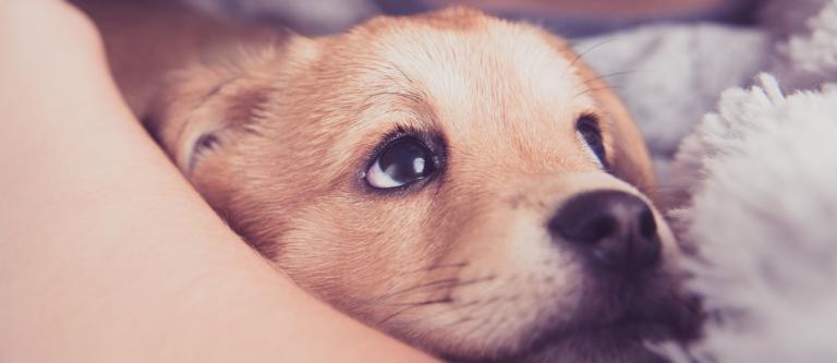 Perro_cachorro_mascota