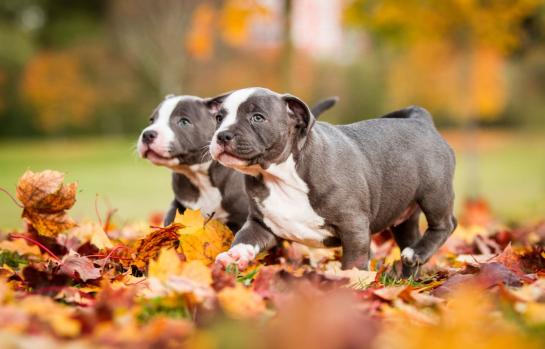 Delito maltrato animal_mascota