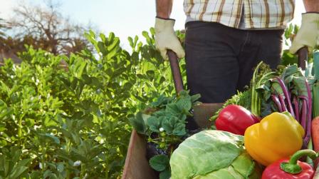 Cadena alimentaria_imagen