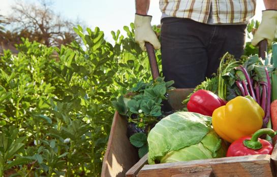 Cadena alimentaria_imagen