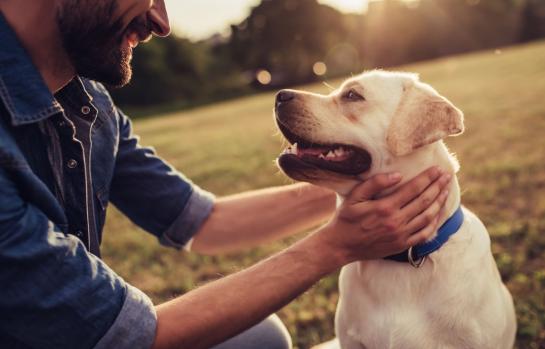 Regimen juridico de los animales en separacion_imagen
