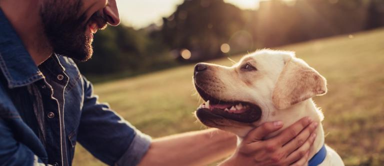 Regimen juridico de los animales en separacion_imagen