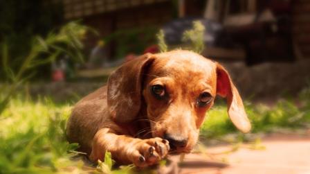 Regimen civil animales