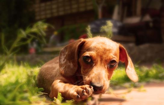 Regimen civil animales