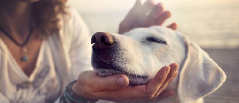 Animales y codigo civil_imagen