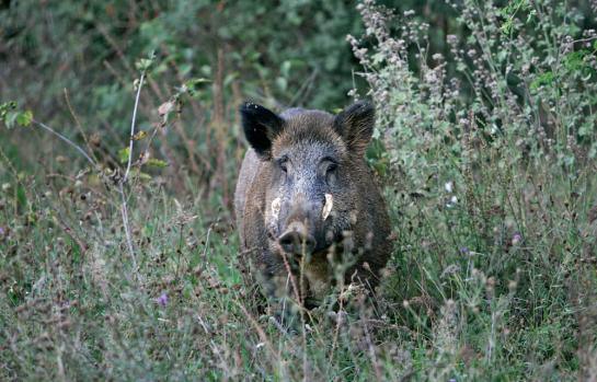 Medio ambiente y especies_img