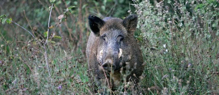 Medio ambiente y especies_img