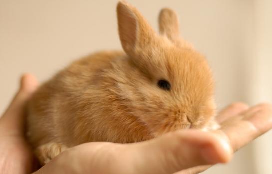 Nueva ley animal_img