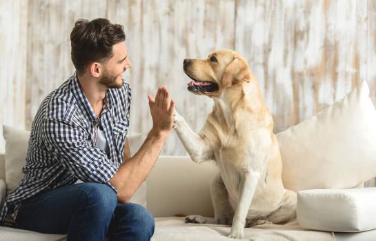 Animales de compania-img