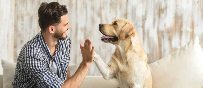 Animales de compania-img
