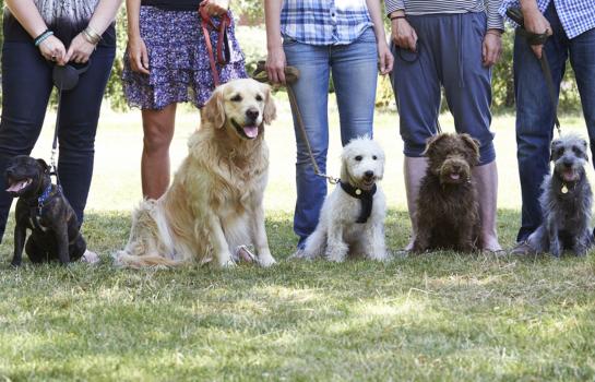 Curso obligatorio perros