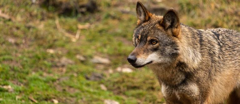 Lobo ibérico