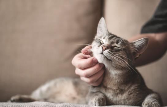 Mascotas y el proceso de custodia en divorcios_img