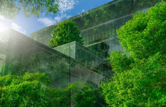 Plan bosque verde