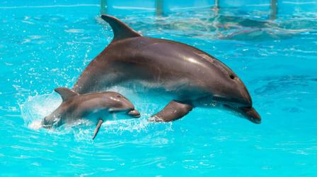 Bienestar animal y sus modificaciones_img