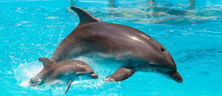 Bienestar animal y sus modificaciones_img