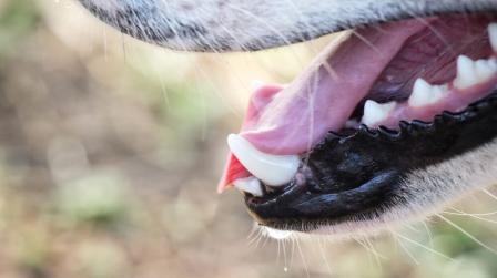 Ataque de perro y cobertura del seguro del hogar_img