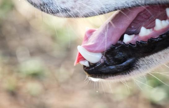 Ataque de perro y cobertura del seguro del hogar_img