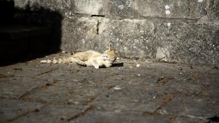 Abandono animal y nuevo Código Penal_img