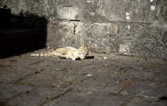 Abandono animal y nuevo Código Penal_img