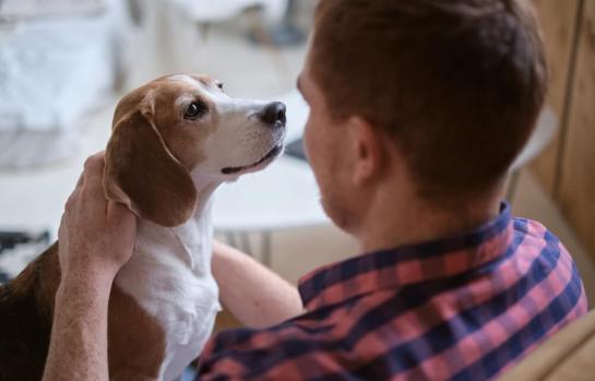 Mascotas y comunidad de propietarios_img