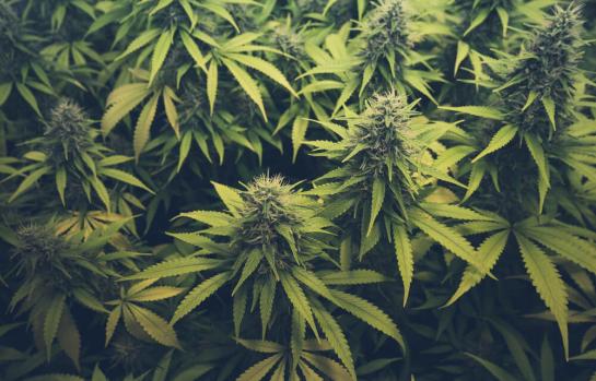 Cultivo planta de marihuana delito_img