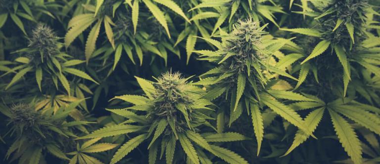 Cultivo planta de marihuana delito_img