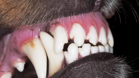 Mordedura de perro e infraccion_img