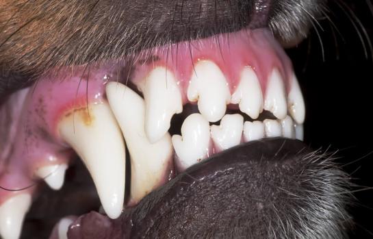 Mordedura de perro e infraccion_img